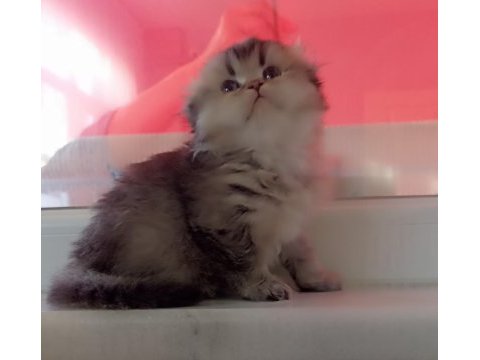 55 günlük scottish fold silver dişi