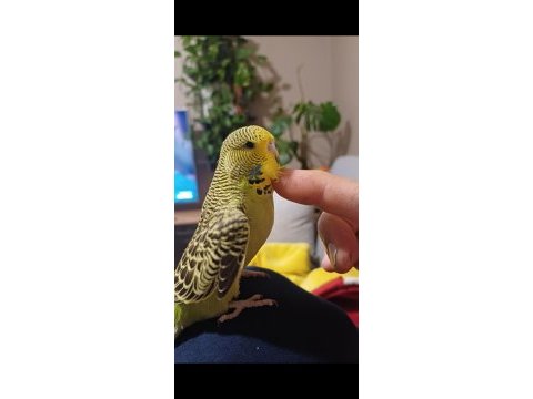 Yavru muhabbet kuşu show jumbo
