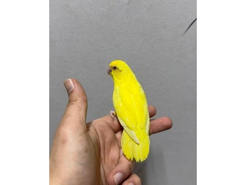 Forpus yavru papağanlarımız gönderim sağlanır