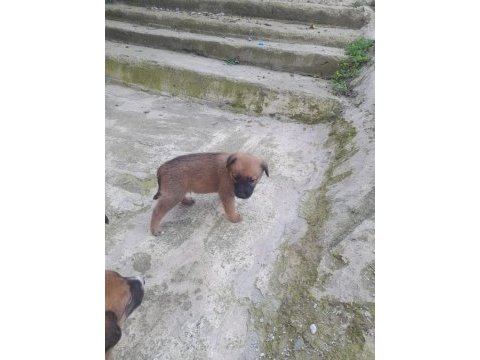 Belçika kurdu yavruları 1 aylık 6 erkek 2 dişi