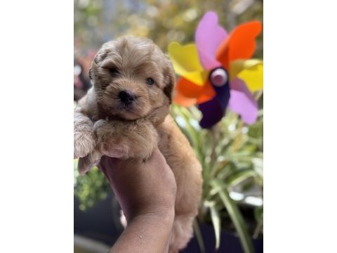 Maltipoo bebekler
