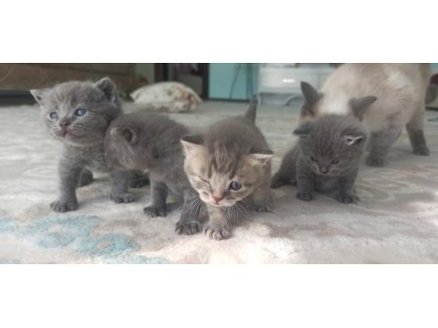 Ücretli sahiplenme british shorthair