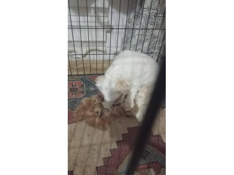 Maltipoo terrier köpeğimiz