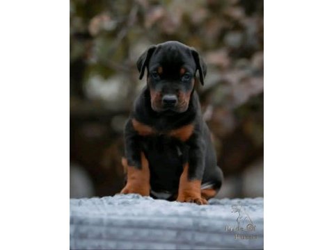 Elit king doberman yavruları