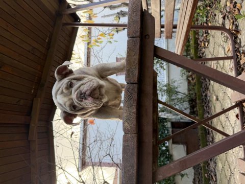Türkiyenin en güzel renklerine sahip ingiliz bulldog