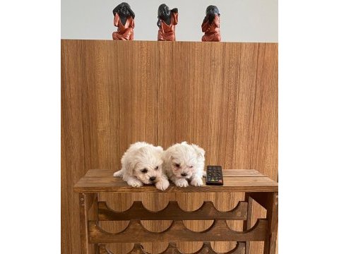 Teacup maltese terrier bebekler