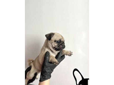 Pug mops safkan yavrularım