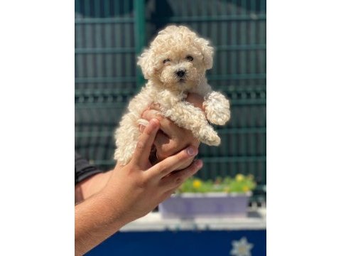 Poodle yavruları safkan