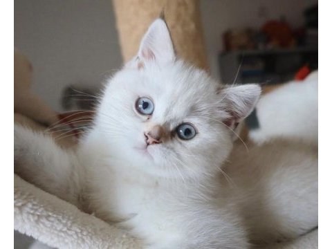 Irkının en iyisi british shorthair yavrularımız 