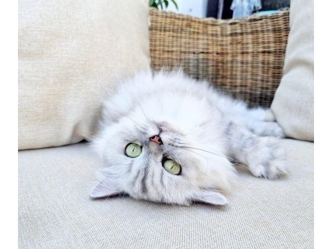 Ücretsiz iyi bakacak bir yuvaya sahiplendirilecek chinchilla