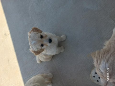 Harika oyuncu köpekler çok tatlılar