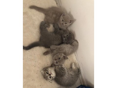 Ev scottish fold kızımızın 5 yavrusu yuvasını