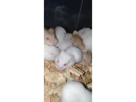 Gonzales hamster yavrular sınırsız
