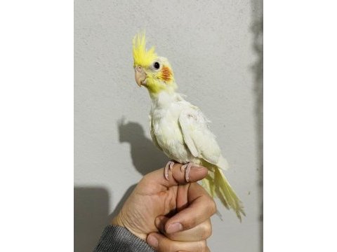 Lutino yavru sultan papağanı