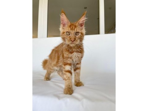 Safkan xl mainecoon red 