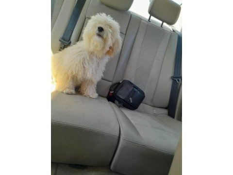 Sevimli toy poodle