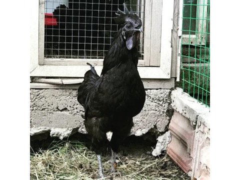 Ayem cemani civciv