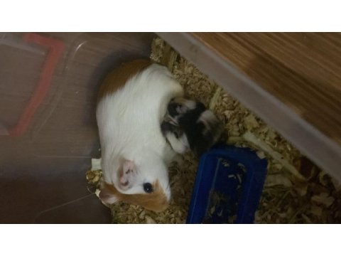 Ginepig dişi ve erkek