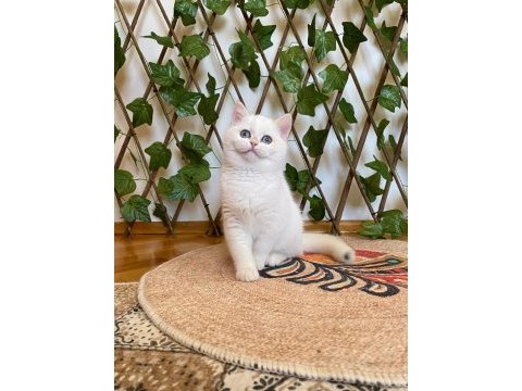 Golden ny1233 dişi british shorthair golden