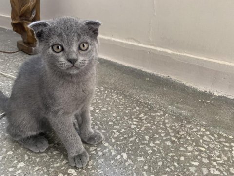Çok sağlıklı scottish fold yavrular