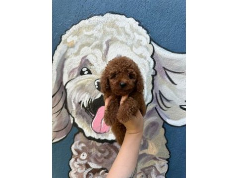 Erkek dişi toy poodle miniklerim