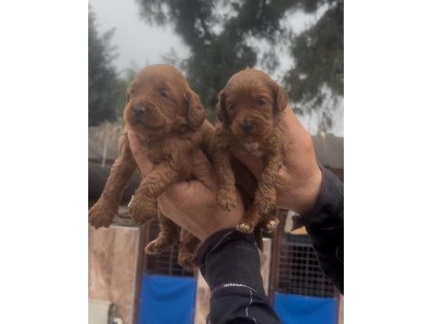 Maltipoo yavrularımız ırk garantilidir