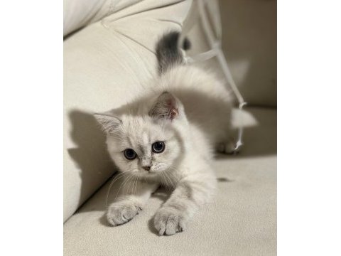 Safkan scottish fold ve british shorthair bebeklerim