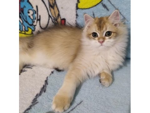 British longhair golden