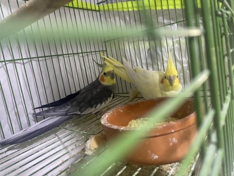 2 yavrulu lutino grey takım sultan papağanı