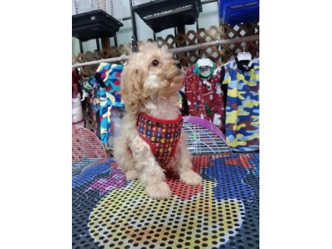 Dişi maltipoo