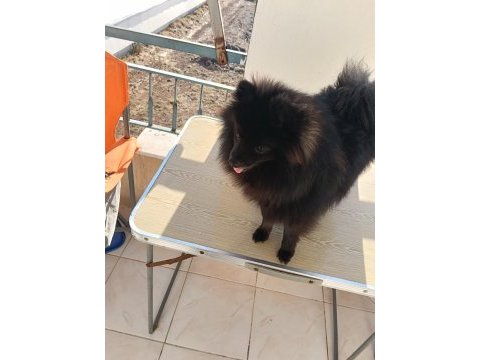 Pomeranian 8 aylık aşıları yapıldı erkek