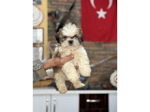 Shih tzu core bebekler