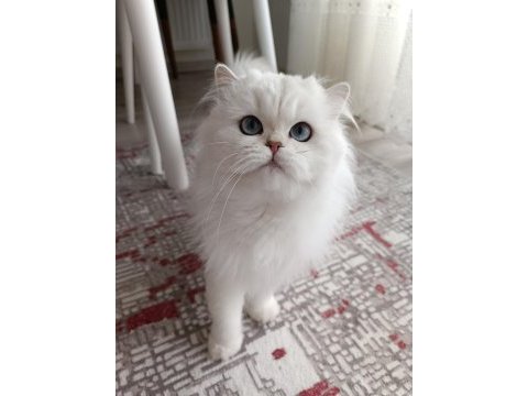British longhair kedim yeni yuvasını arıyor