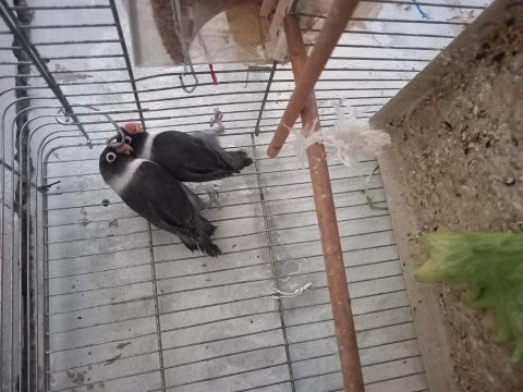 Güzel kuşlar yuvaya giriyorlar