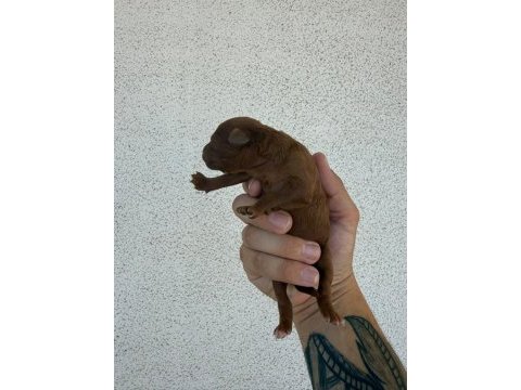 Orjinal poodle
