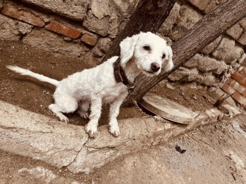 1 yaşında uslu terrier kızımızı sahiplendiriyoruz