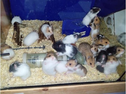 Yavru hamsterlar