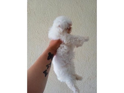 4 aylık erkek yavrular maltese