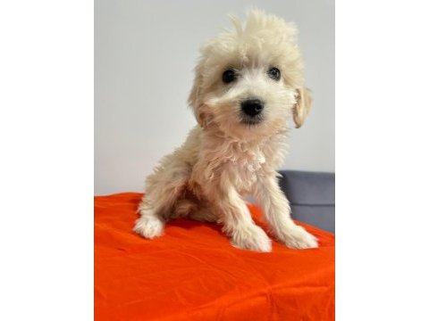 Maltipoo yavrum 55 günlük