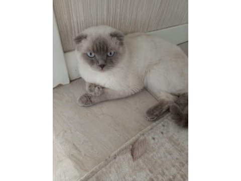 Scottish fold 2 yaşında erkek