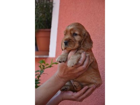 Ruhsatlı çiftlikten cocker yavrular