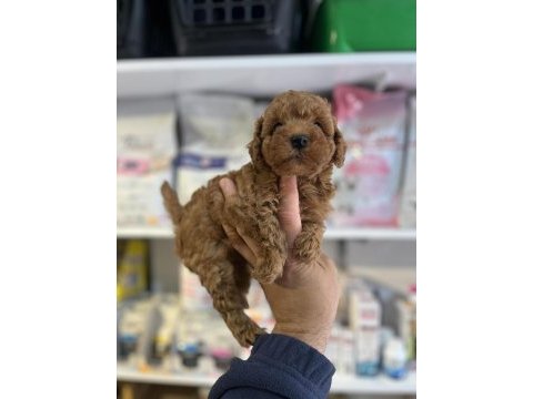 Orjinal ırk ve sağlık garantili mikrochipli poodle