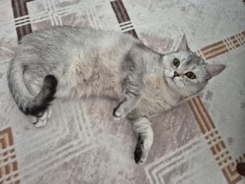 Ücretsiz 8 aylık british shorthair