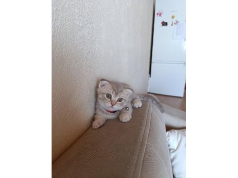 Erkek yavru scottish fold