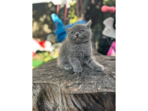 A+ kalite british shorthair bebeğimiz