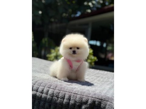 Sevimli pomeranian boo yavrular