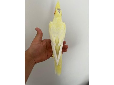 4 adet kalem gibi lutino kırmızı göz yavru sultan