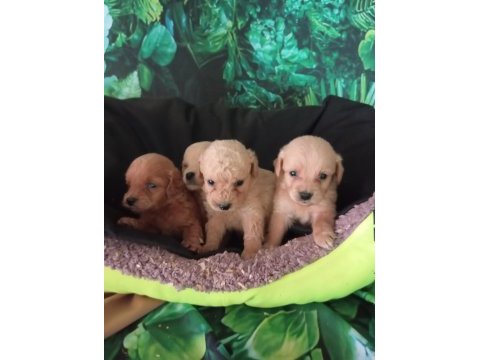 Irk ve sağlık garanti maltipoo yavrularımız
