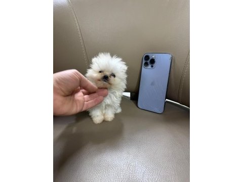 Teacup pomeranian bebekler