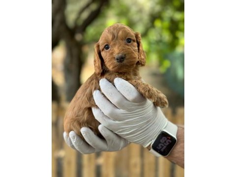 Maltipoo yavrularımızı canlı görerek alabilirsiniz